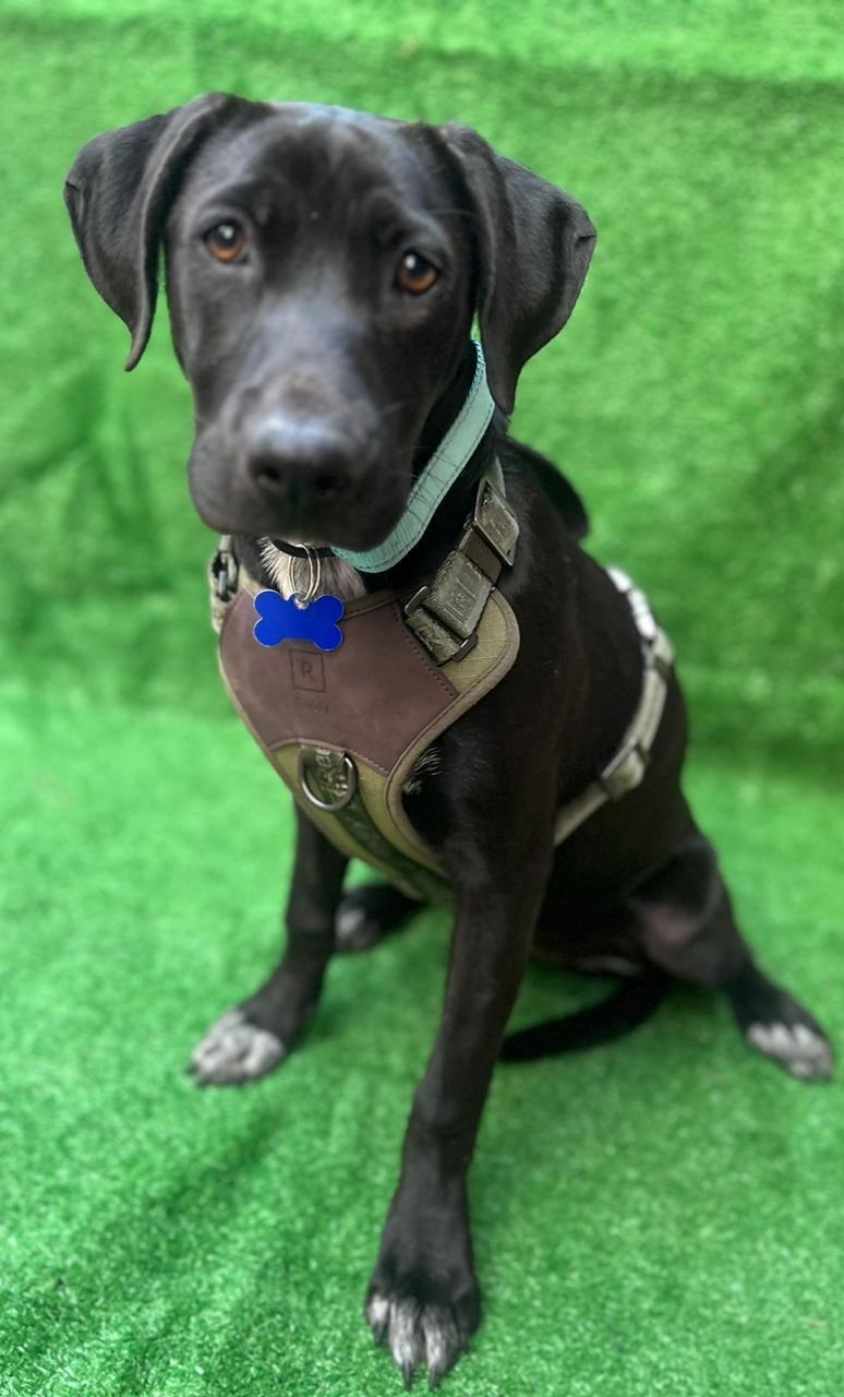 Prada, a Adoptable mixed breed in San Ysidro, CA image 5/5