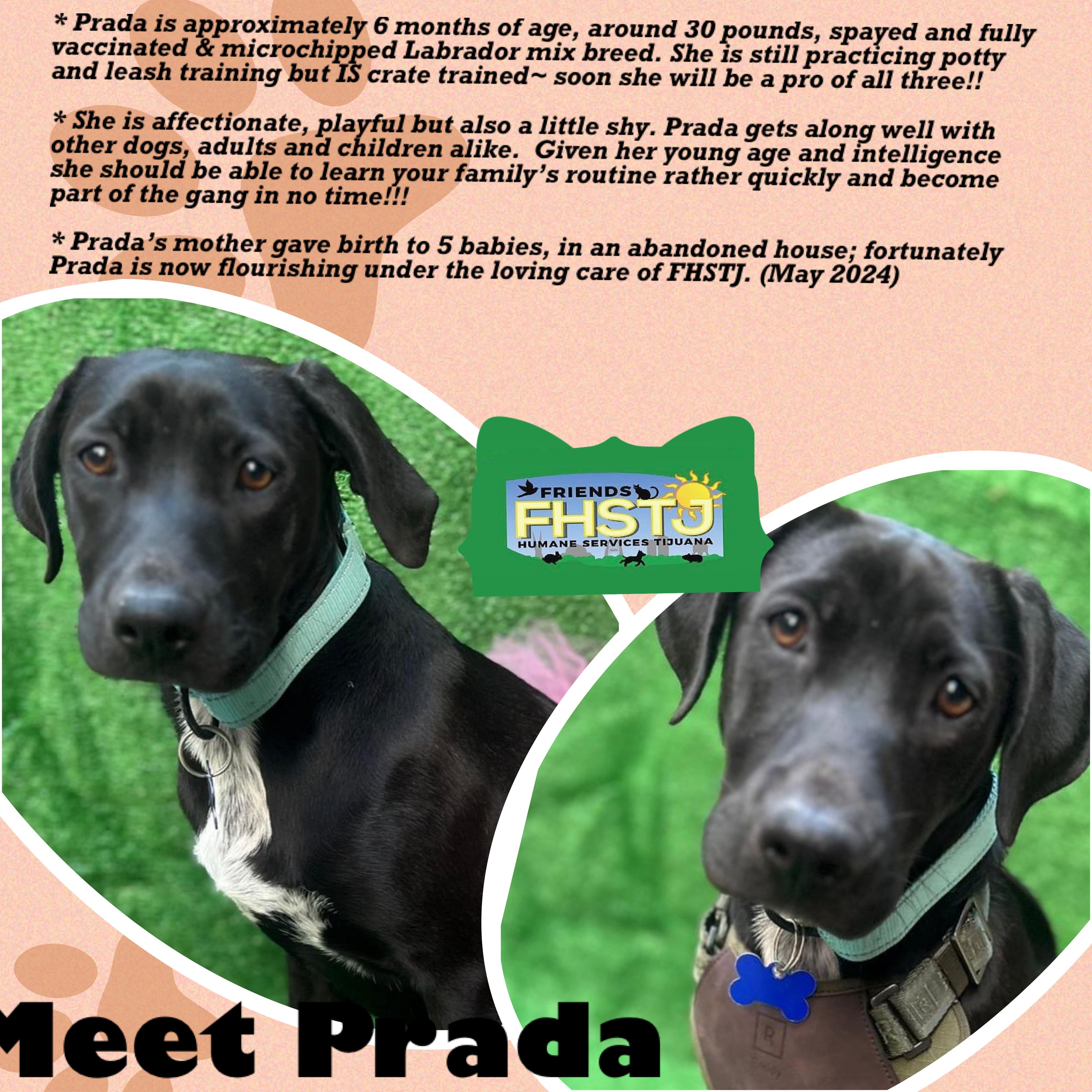 Prada, a Adoptable mixed breed in San Ysidro, CA image 3/5
