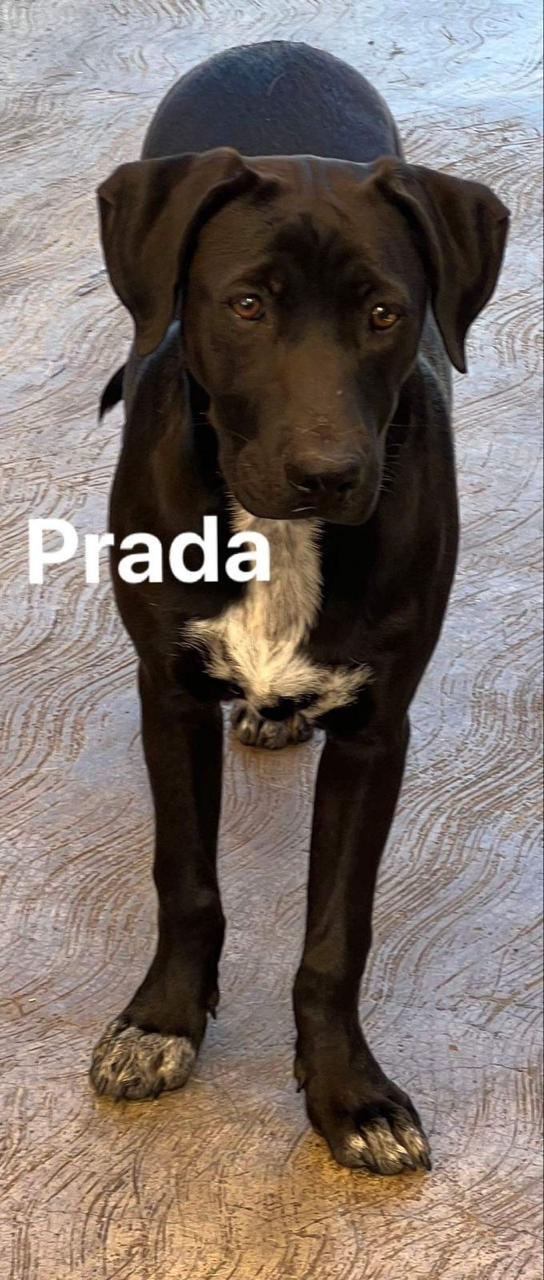 Prada, a Adoptable mixed breed in San Ysidro, CA image 4/5