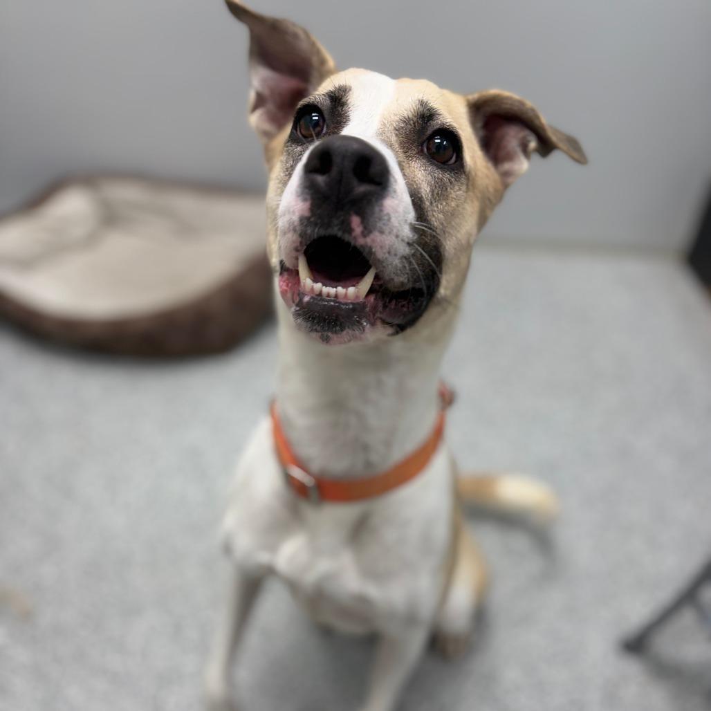 Enlarge Frieda, a Adoptable mixed breed in Monticello, IA image 2/6