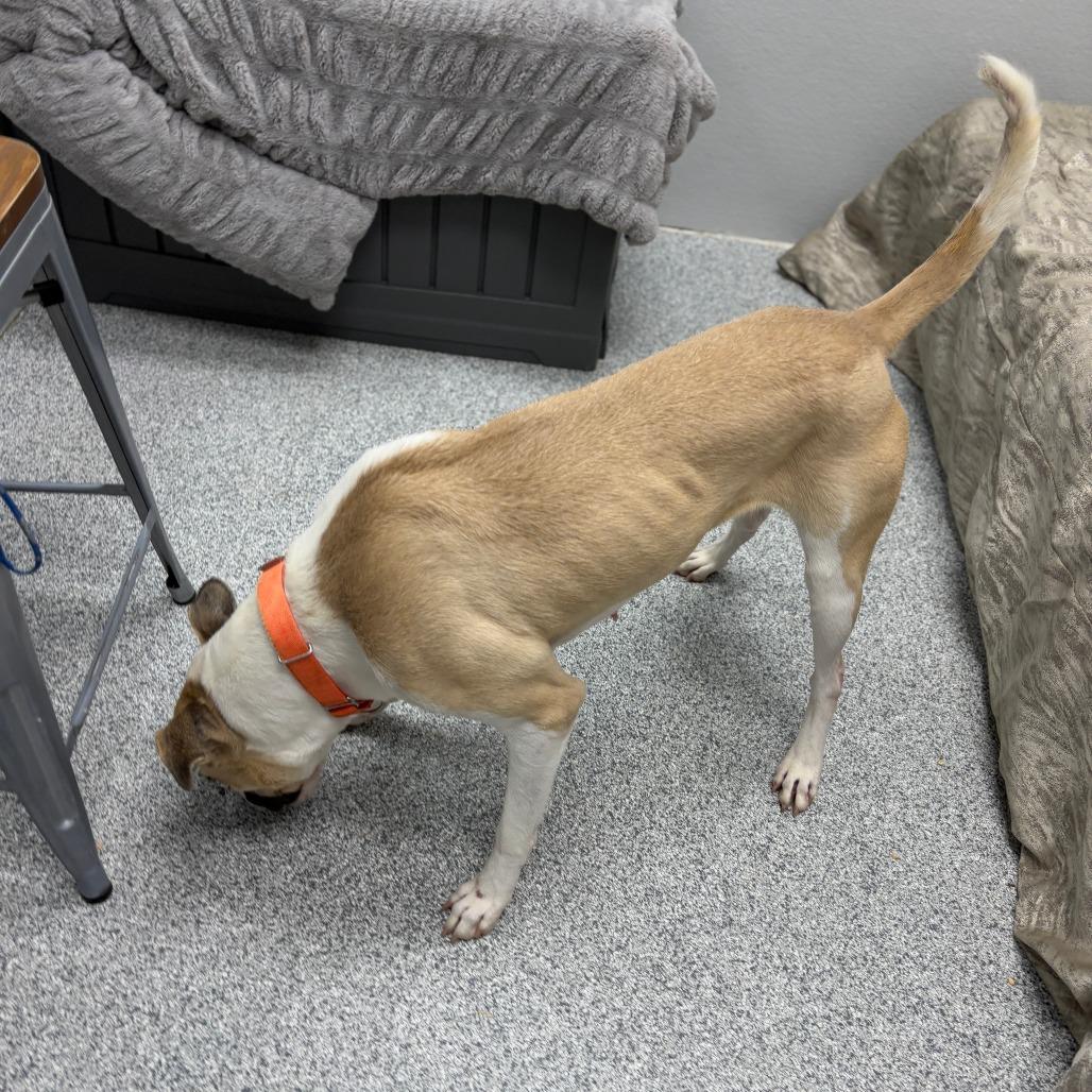 Enlarge Frieda, a Adoptable mixed breed in Monticello, IA image 3/6