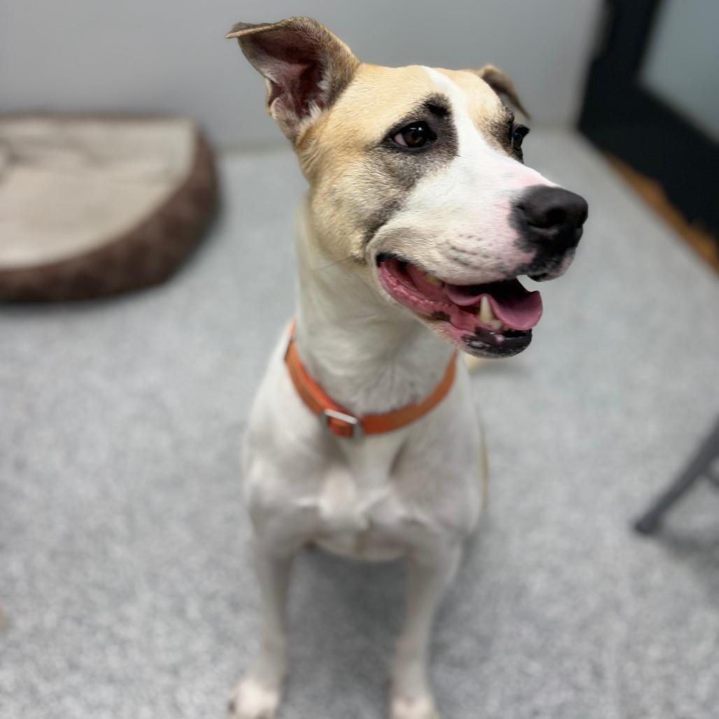 Enlarge Frieda, a Adoptable mixed breed in Monticello, IA image 4/6