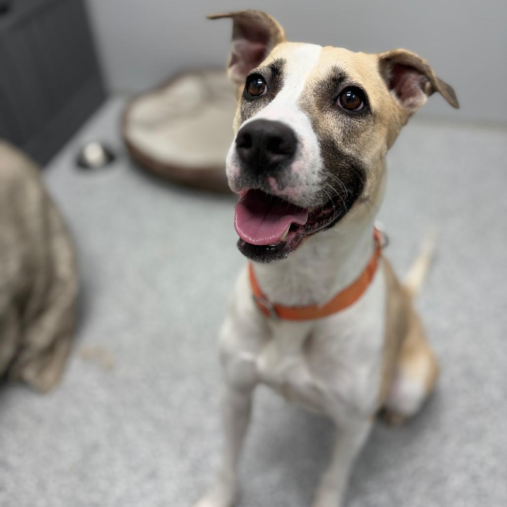 Enlarge Frieda, a Adoptable mixed breed in Monticello, IA image 5/6