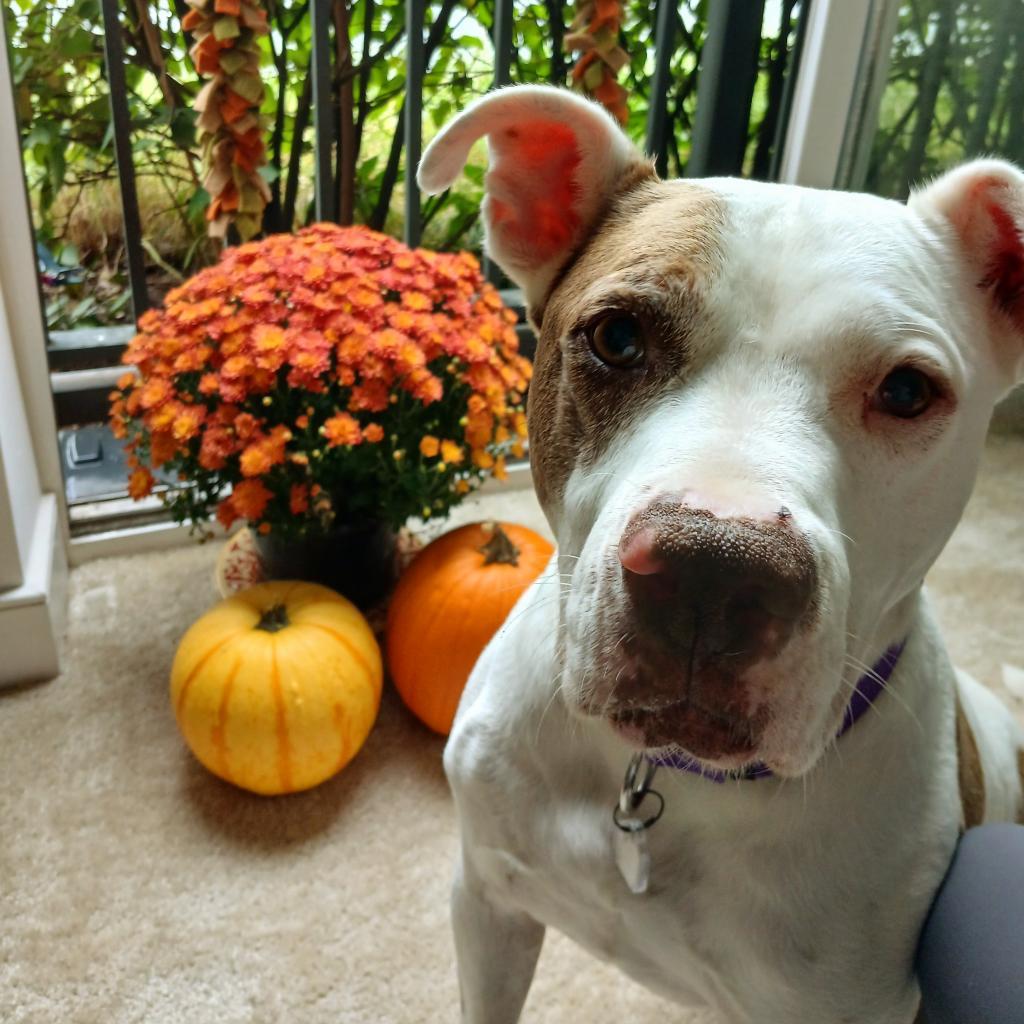 Turin, a Adoptable mixed breed in Fairfax Station, VA image 1/6