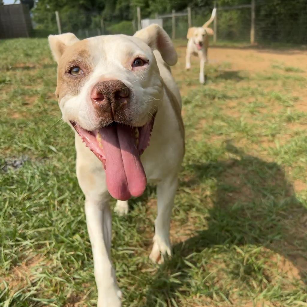 Turin, a Adoptable mixed breed in Fairfax Station, VA image 2/6