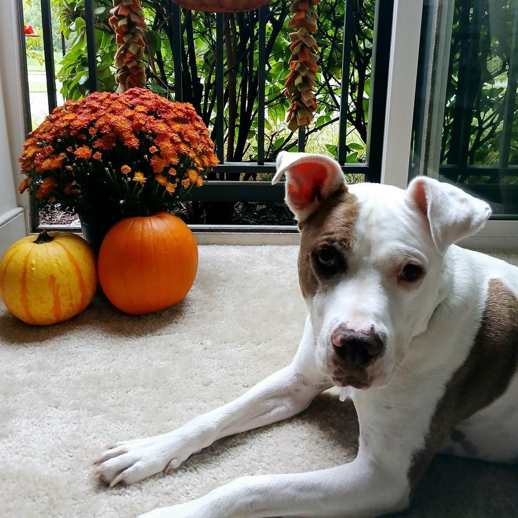 Turin, a Adoptable mixed breed in Fairfax Station, VA image 3/6