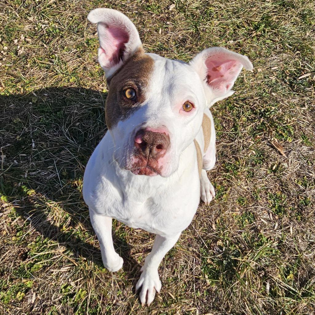 Turin, a Adoptable mixed breed in Fairfax Station, VA image 4/6