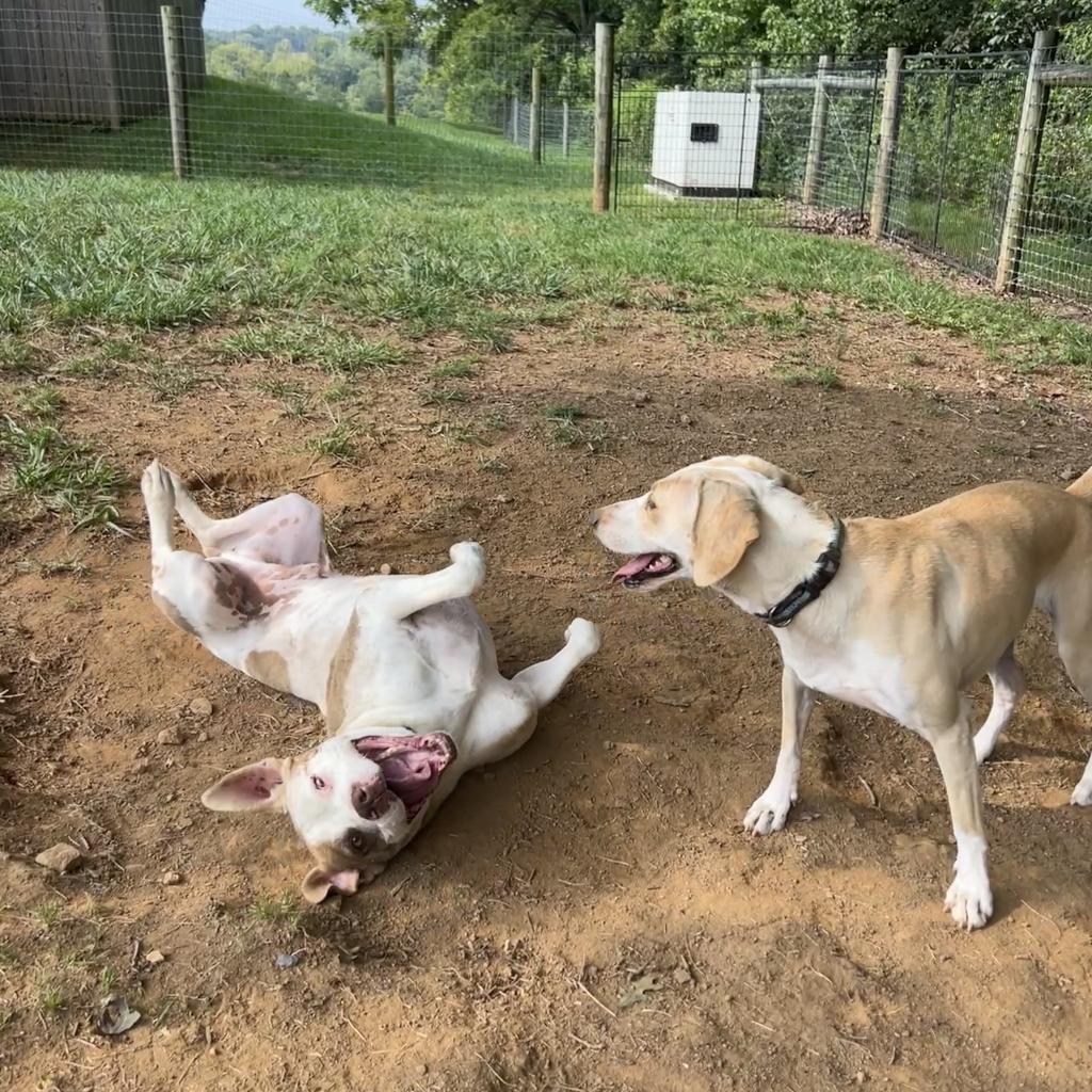 Turin, a Adoptable mixed breed in Fairfax Station, VA image 5/6