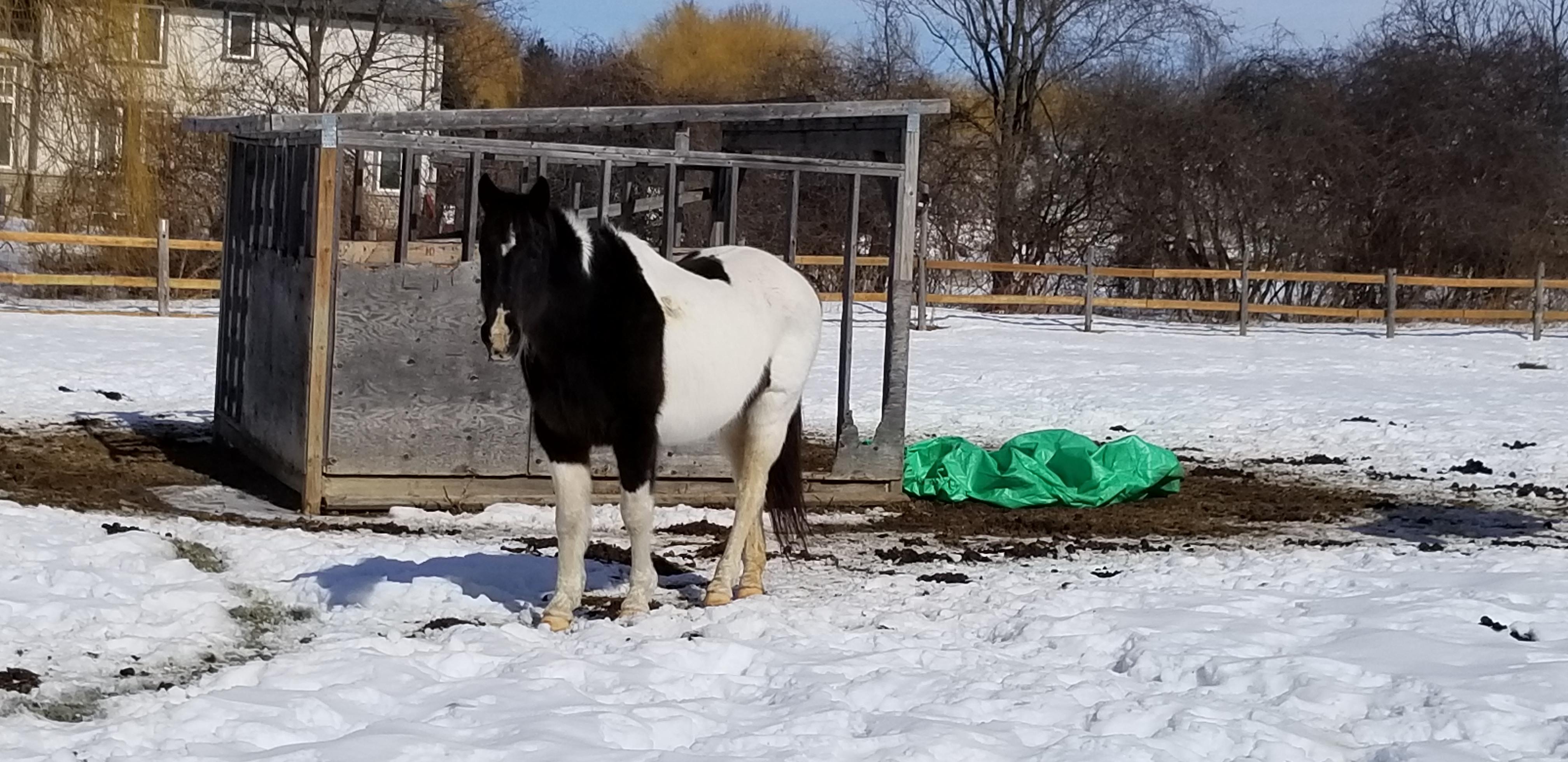 winter, ADOPTABLE, Senior Female Paint / Pinto.