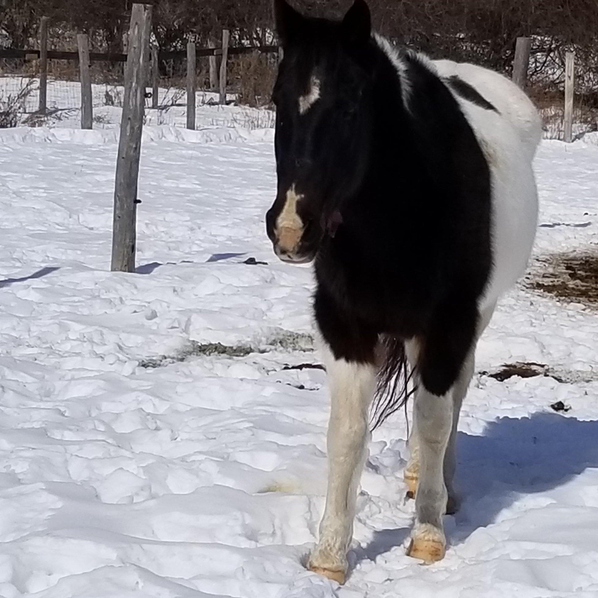 Enlarge winter, a ADOPTABLE Paint / Pinto in Tottenham, ON image 3/4