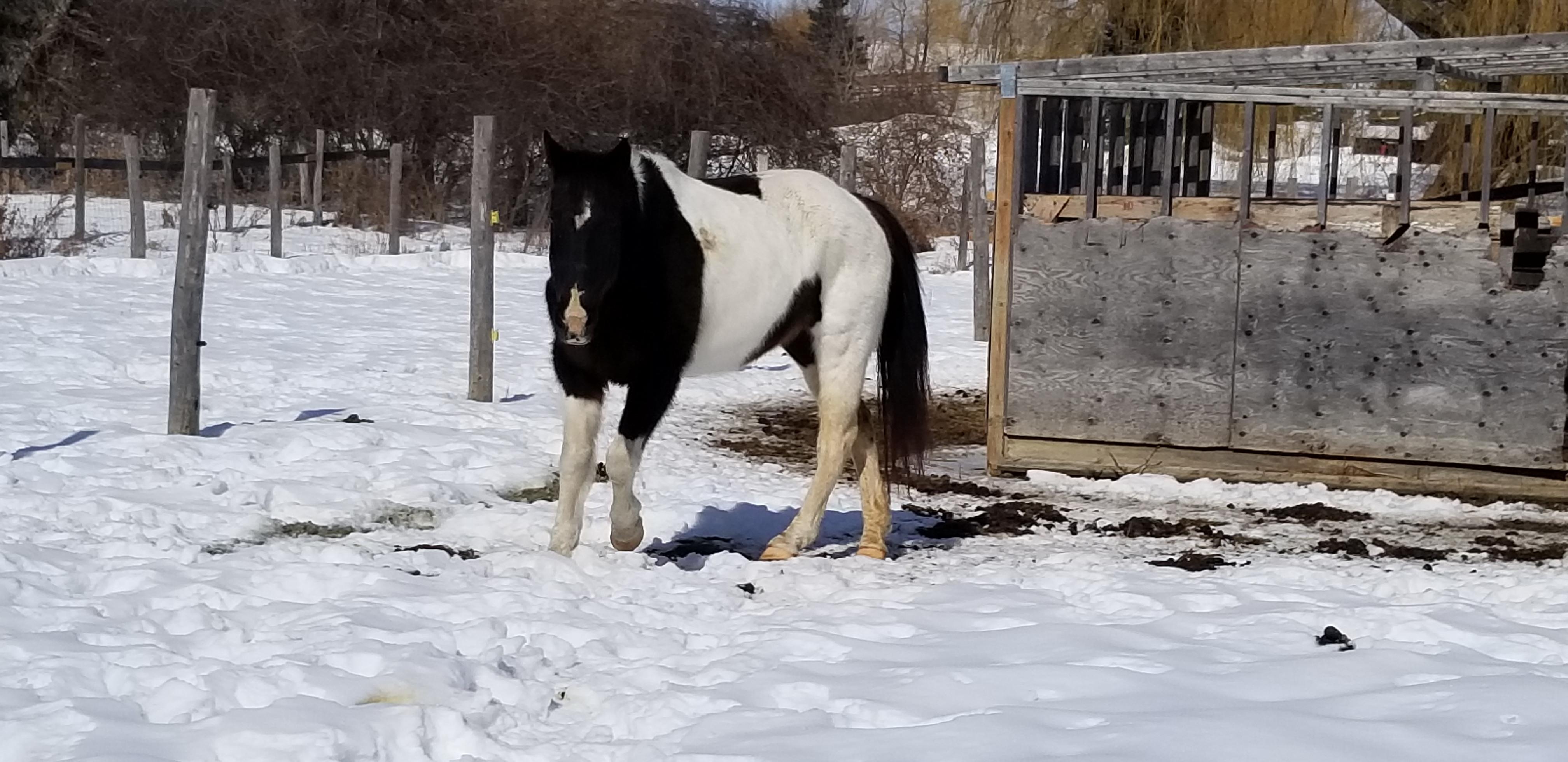 Enlarge winter, a ADOPTABLE Paint / Pinto in Tottenham, ON image 2/4