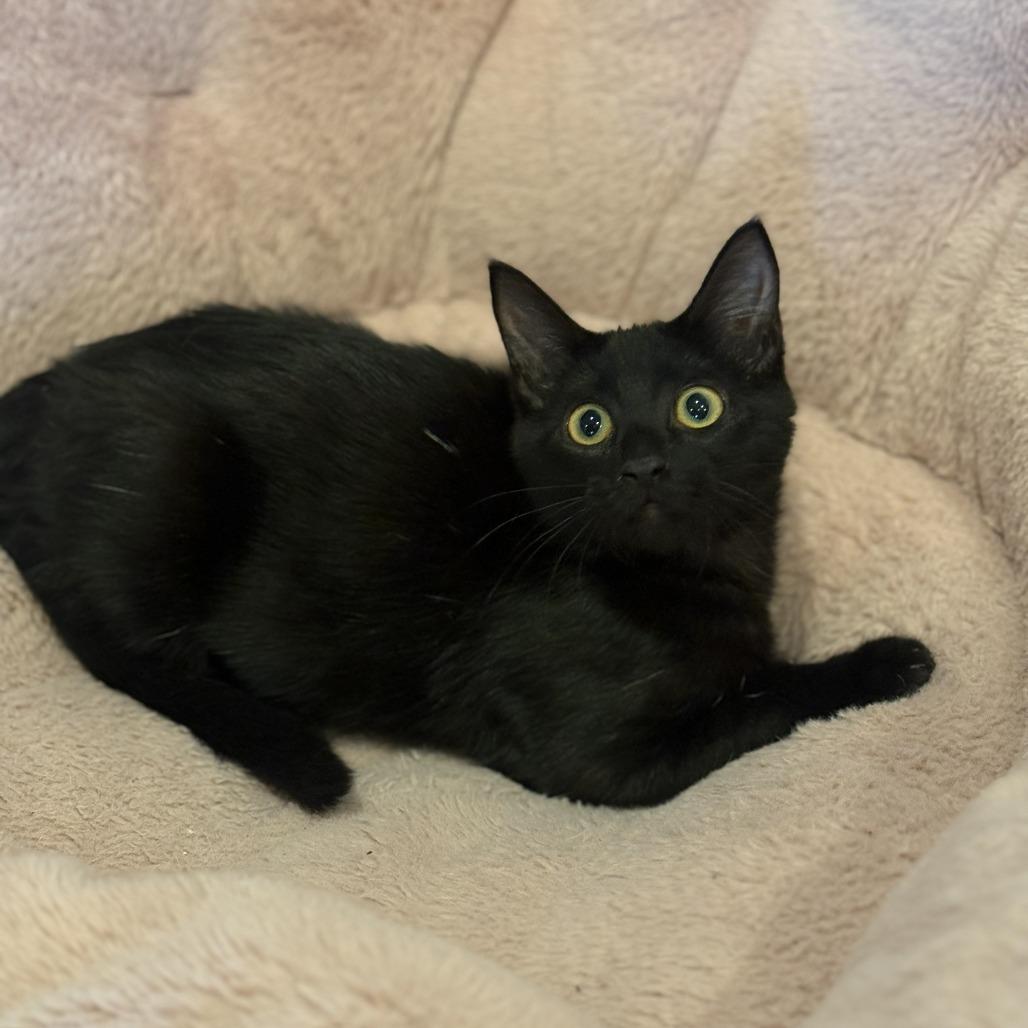 Opal, Adoptable, Kitten Female Domestic Short Hair.