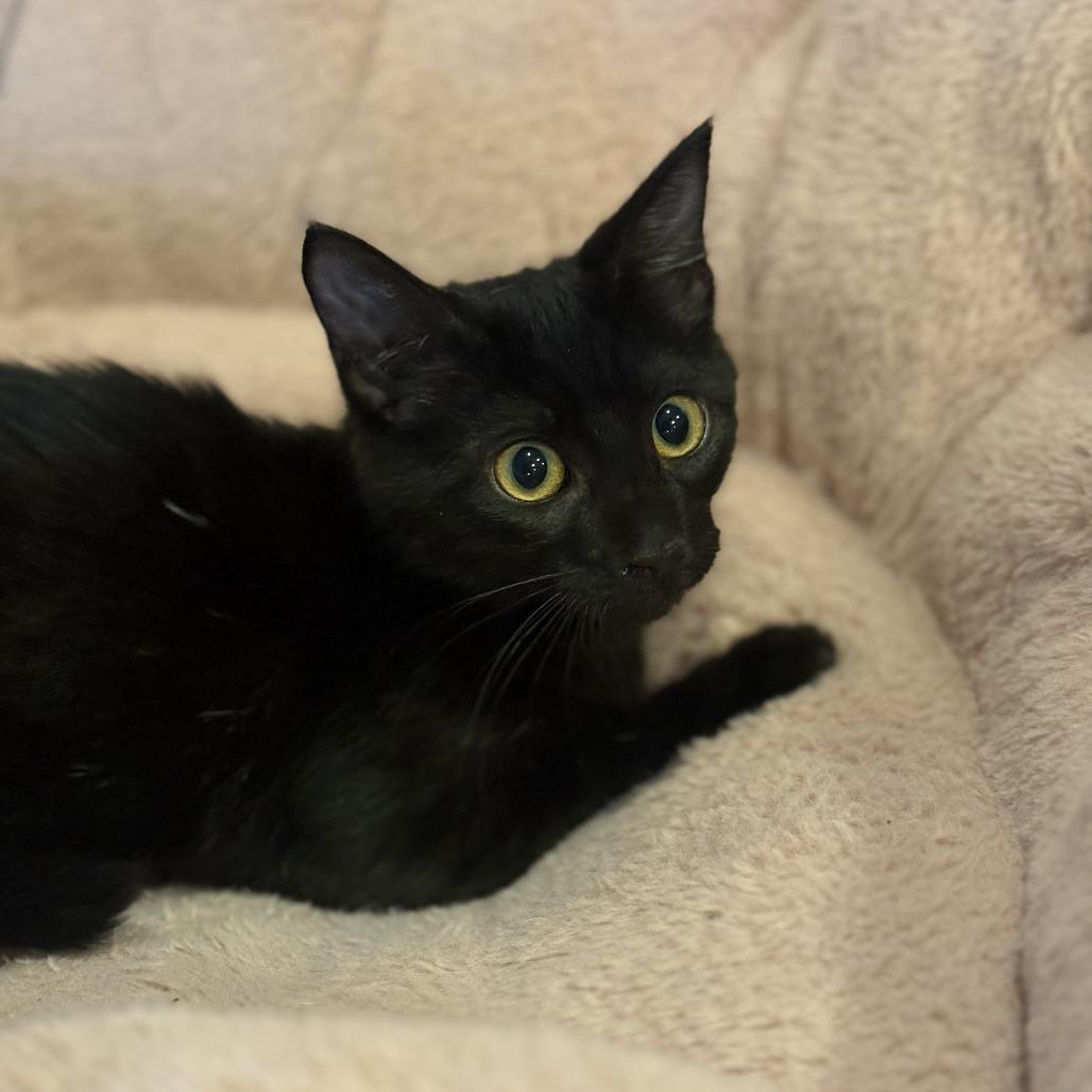 Opal, a Adoptable Domestic Short Hair in Santa Rosa, CA image 2/2