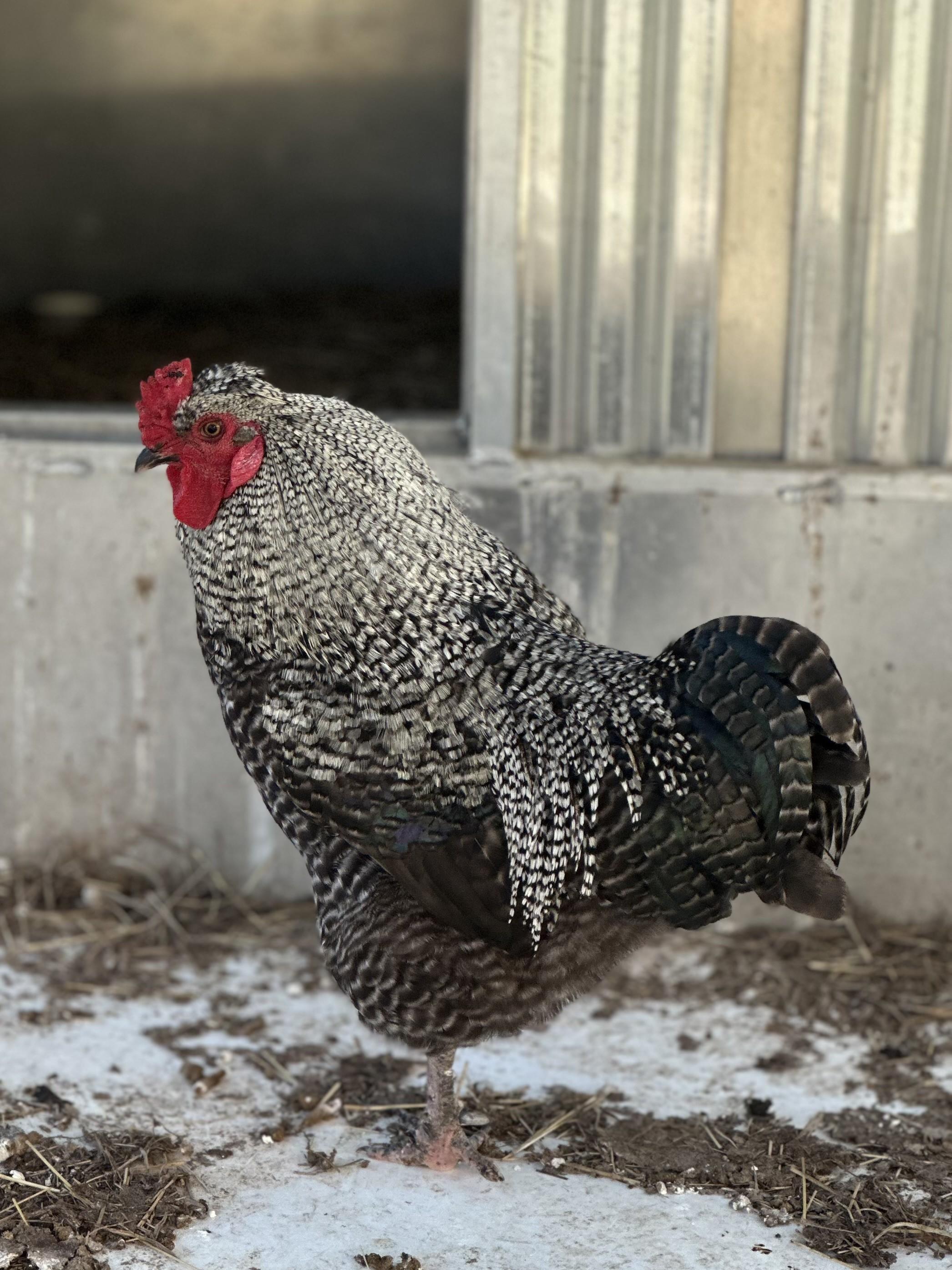 Fabio, adopted, Young Male Chicken.