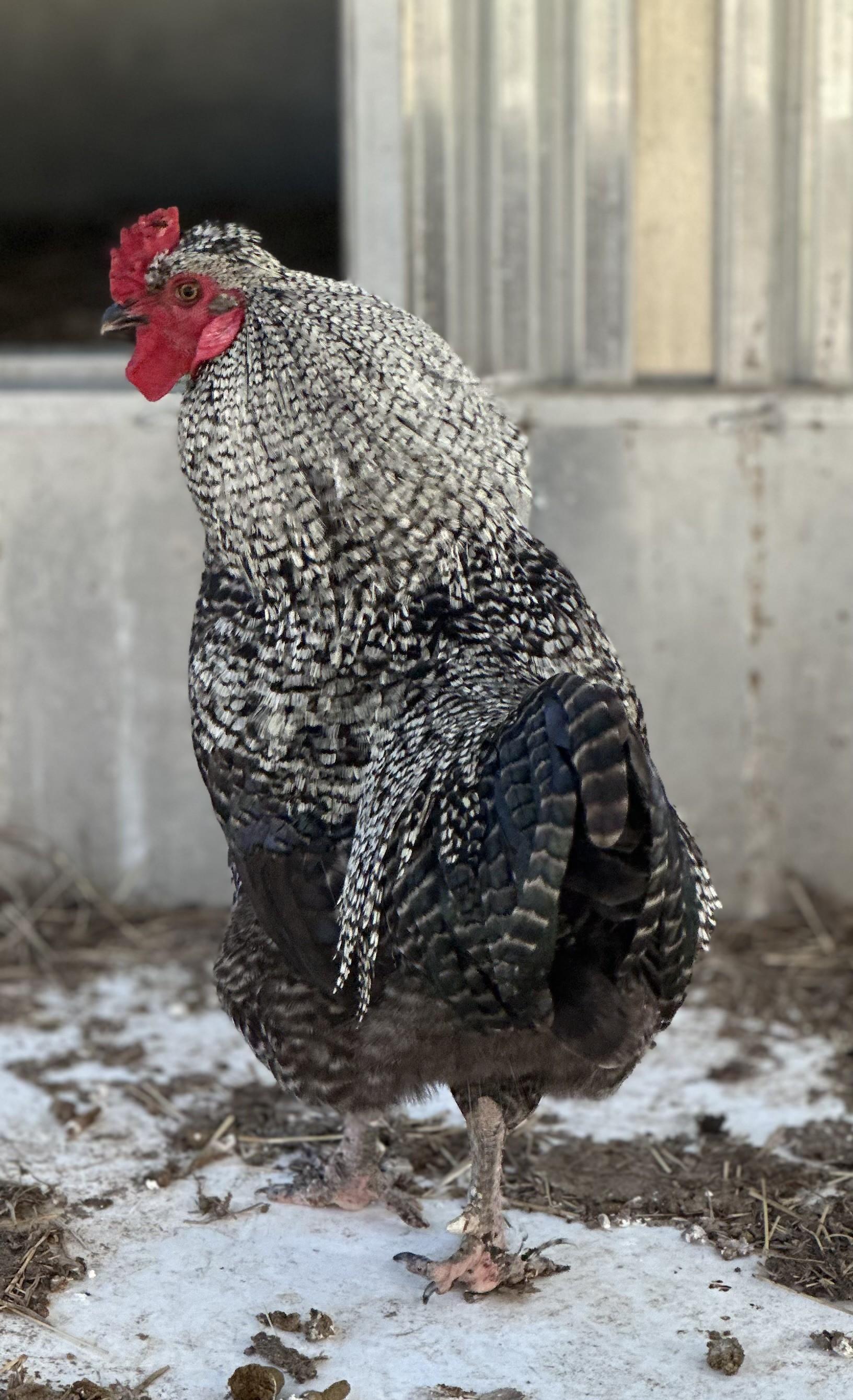 Fabio, an adopted Chicken in Stafford, VA image 2/2