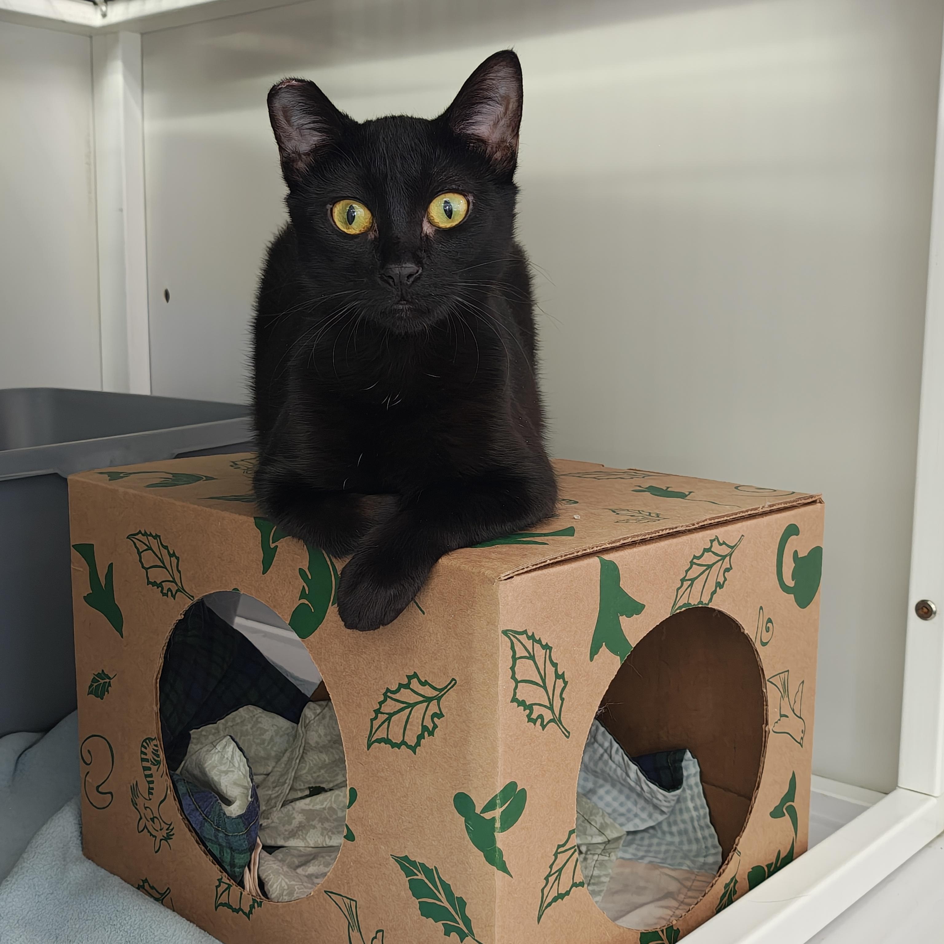 Enlarge Rice (Working Cat), a Adoptable Domestic Short Hair in Oconto, WI image 1/1