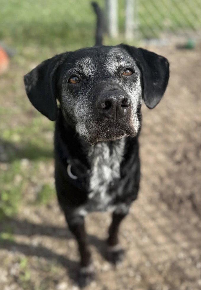 Boone, Adoptable, Senior Male Labrador Retriever.