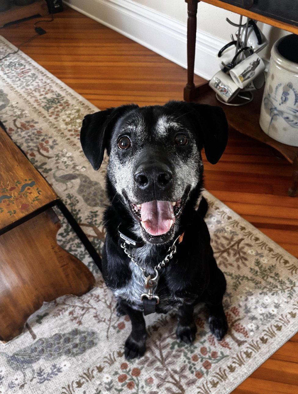 Enlarge Boone, a Adoptable Labrador Retriever in Williamsburg, IA image 2/3