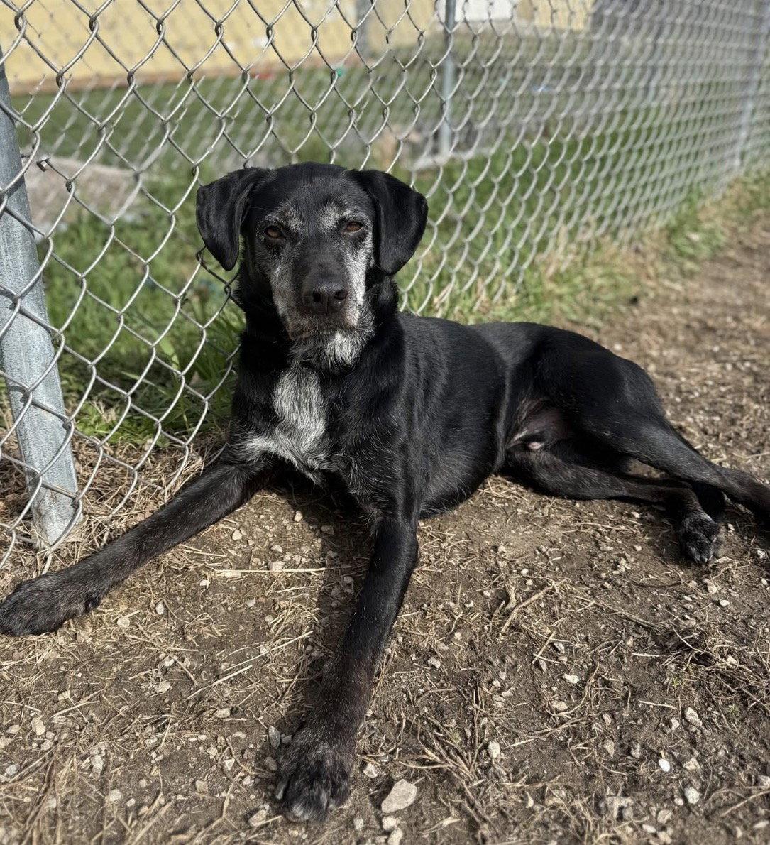 Enlarge Boone, a Adoptable Labrador Retriever in Williamsburg, IA image 3/3