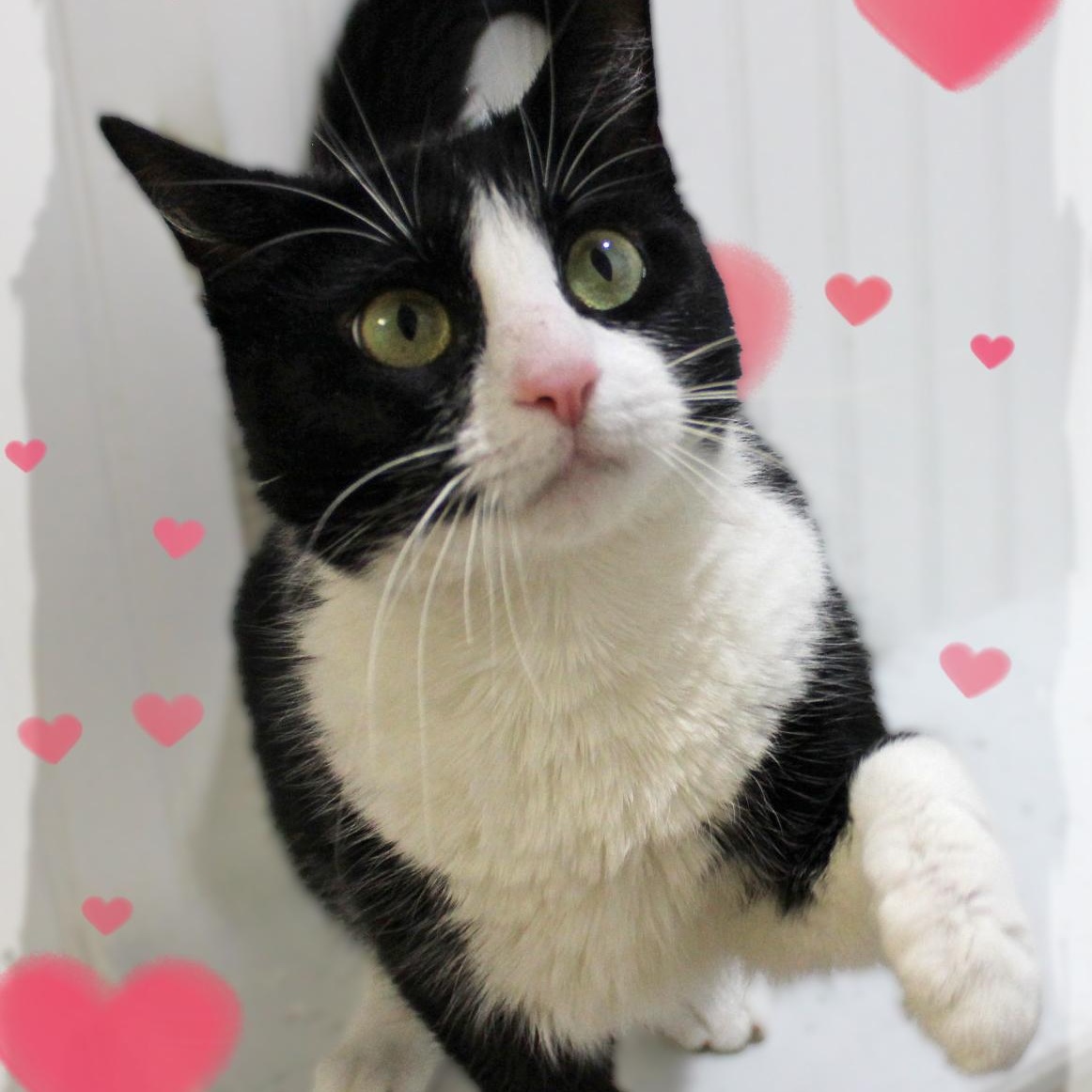 Mint Julip, ADOPTABLE, Young Female Tuxedo.