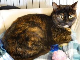 Birdie, a ADOPTABLE mixed breed in Anaconda, MT image 2/3