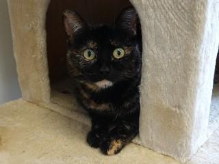 Birdie, a ADOPTABLE mixed breed in Anaconda, MT image 3/3