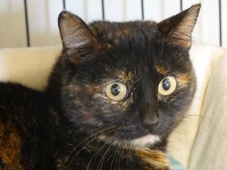Birdie, a ADOPTABLE mixed breed in Anaconda, MT image 1/3