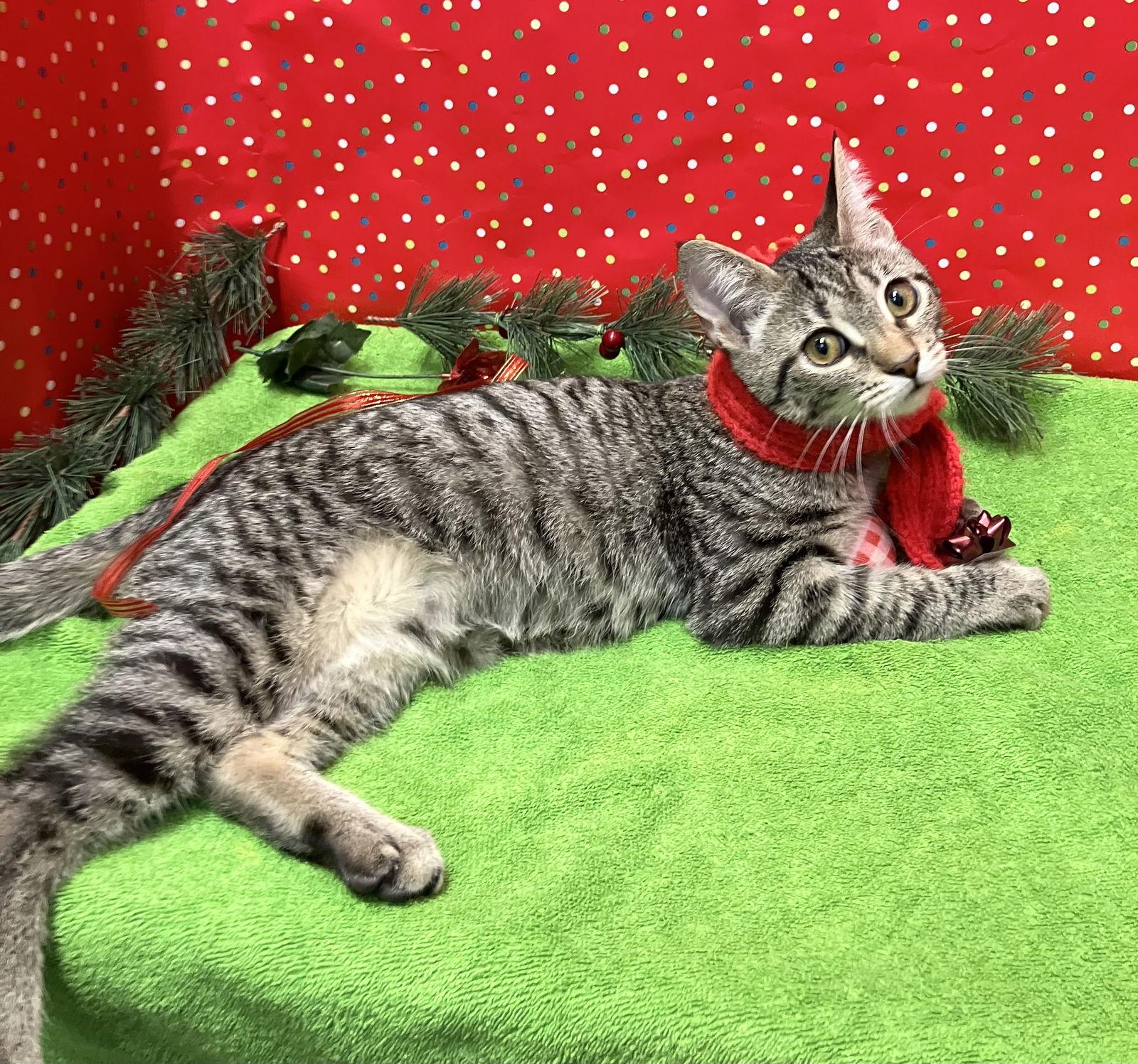 Cassiopeia thumbnail 2