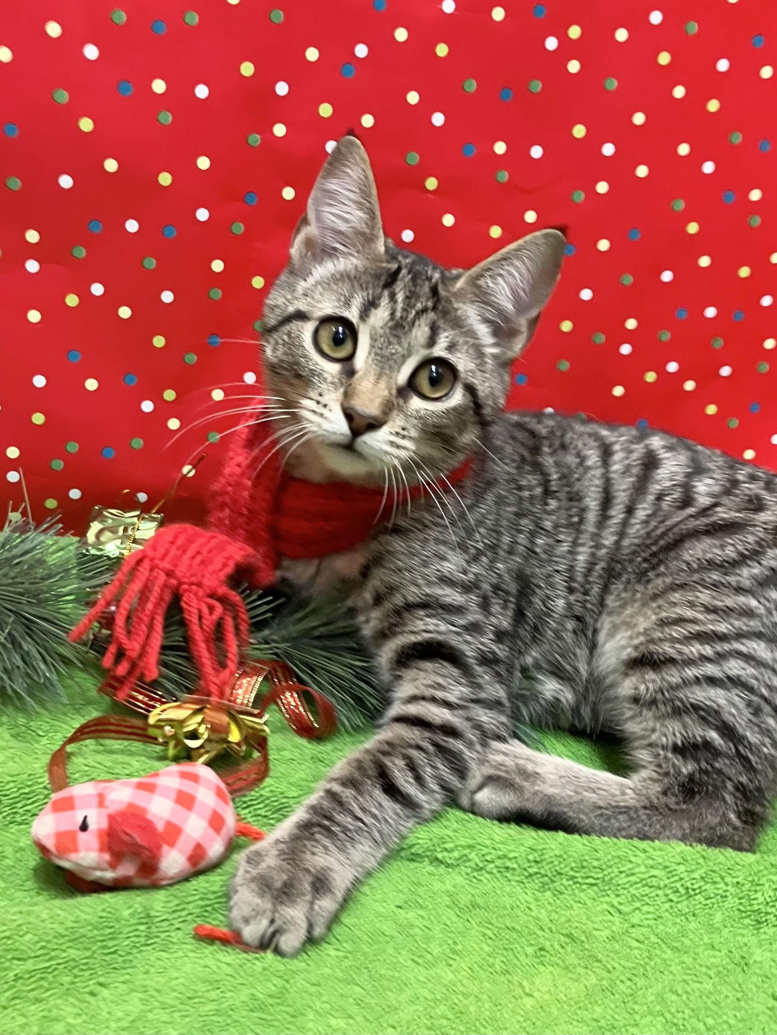 Cassiopeia thumbnail 3