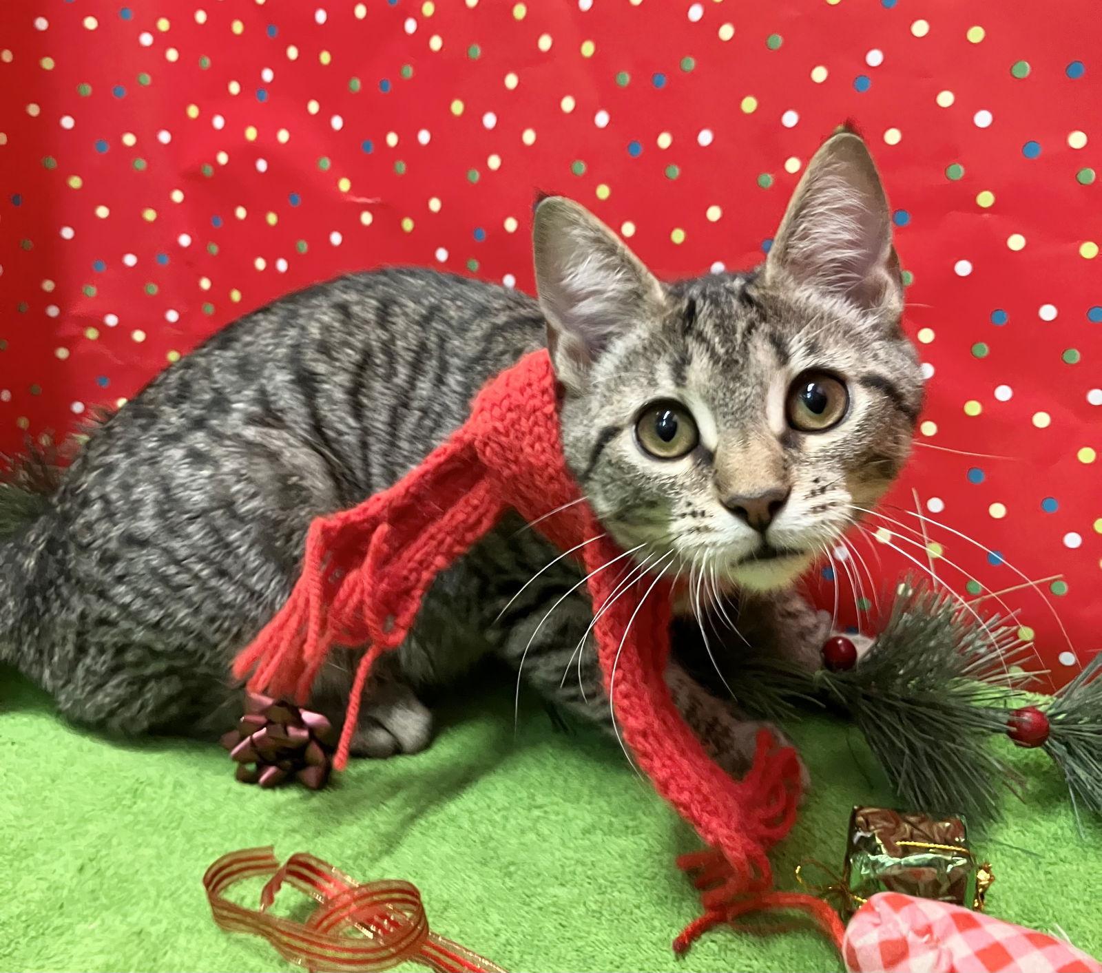 Cassiopeia thumbnail 4