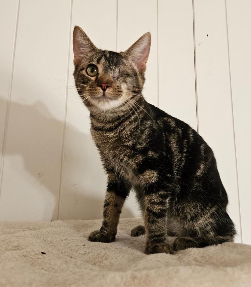 Enlarge Uno, a Adoptable Domestic Short Hair in China Township, MI image 3/6