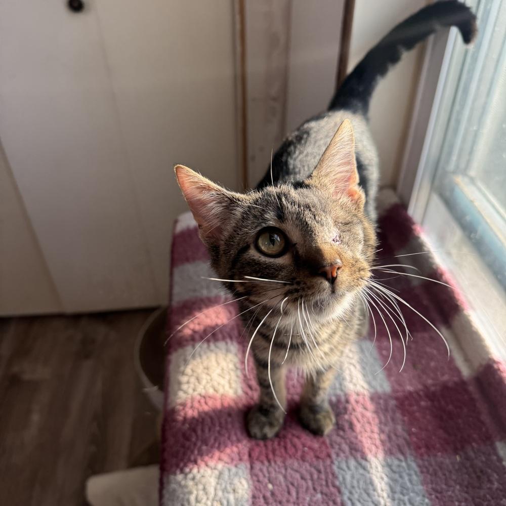 Enlarge Uno, a Adoptable Domestic Short Hair in China Township, MI image 5/6