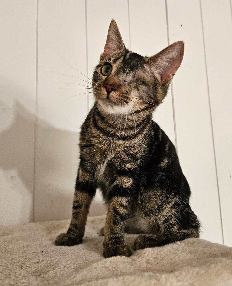 Enlarge Uno, a Adoptable Domestic Short Hair in China Township, MI image 2/6