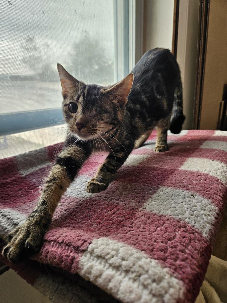 Enlarge Uno, a Adoptable Domestic Short Hair in China Township, MI image 4/6