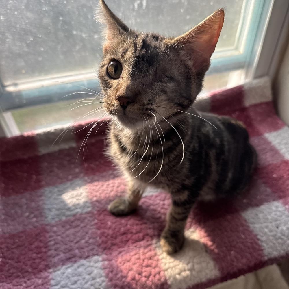 Enlarge Uno, a Adoptable Domestic Short Hair in China Township, MI image 6/6