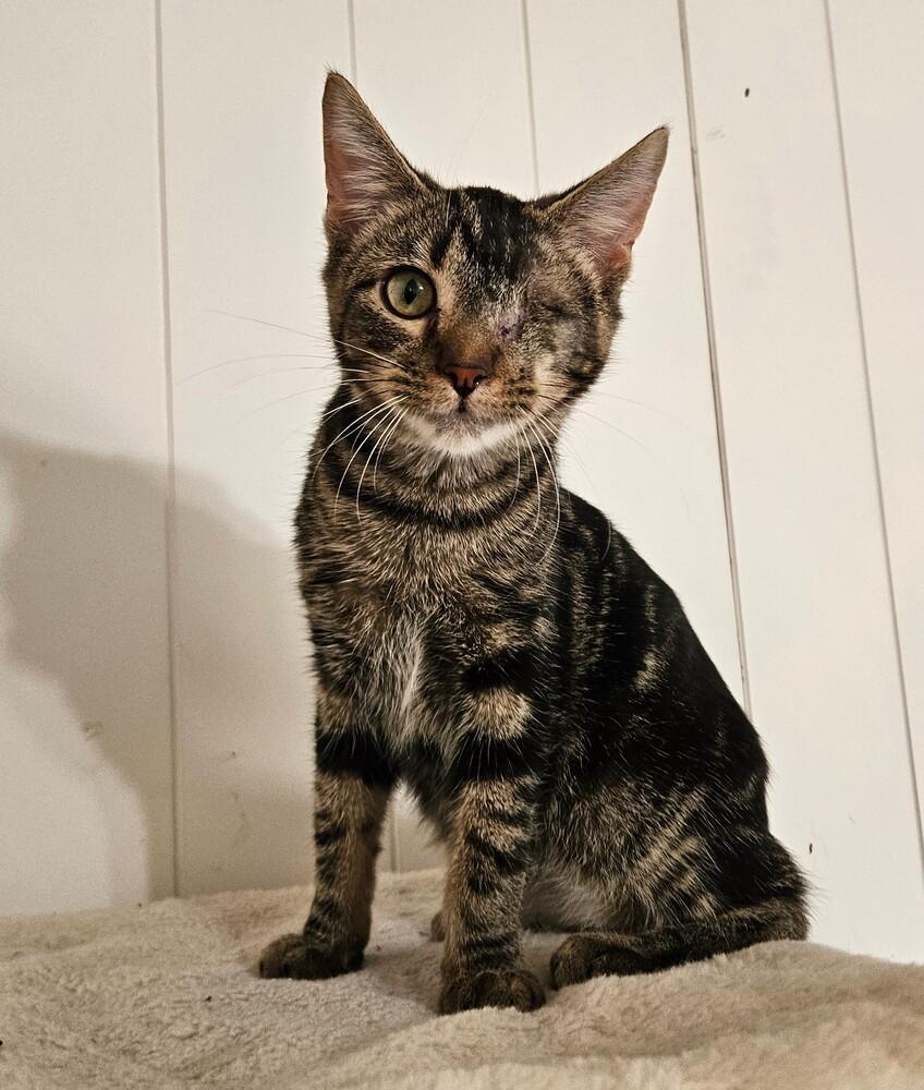 Enlarge Uno, a Adoptable Domestic Short Hair in China Township, MI image 1/6