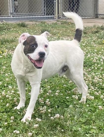 Diesel, an adopted Pit Bull Terrier in Glasgow, KY image 2/2