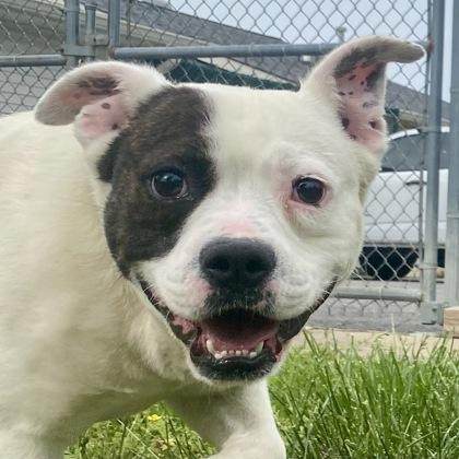 Diesel, adopted, Adult Male Pit Bull Terrier.