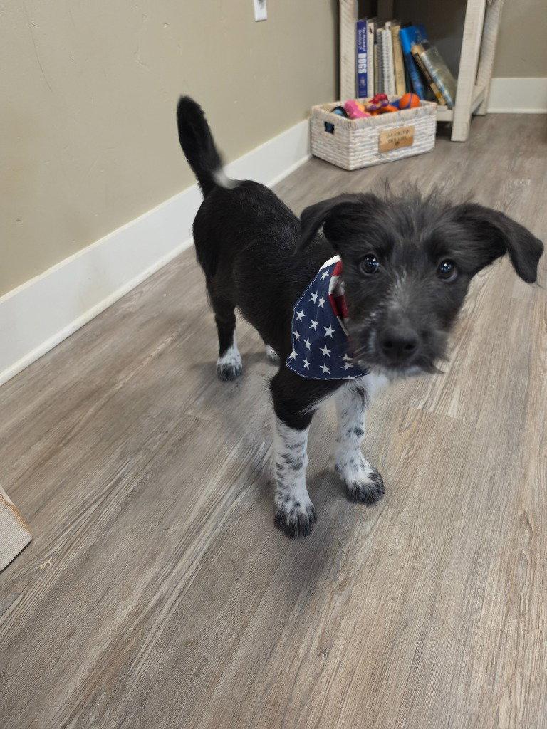 Puppy - Purple female, Adoptable, Young Female Mixed Breed.