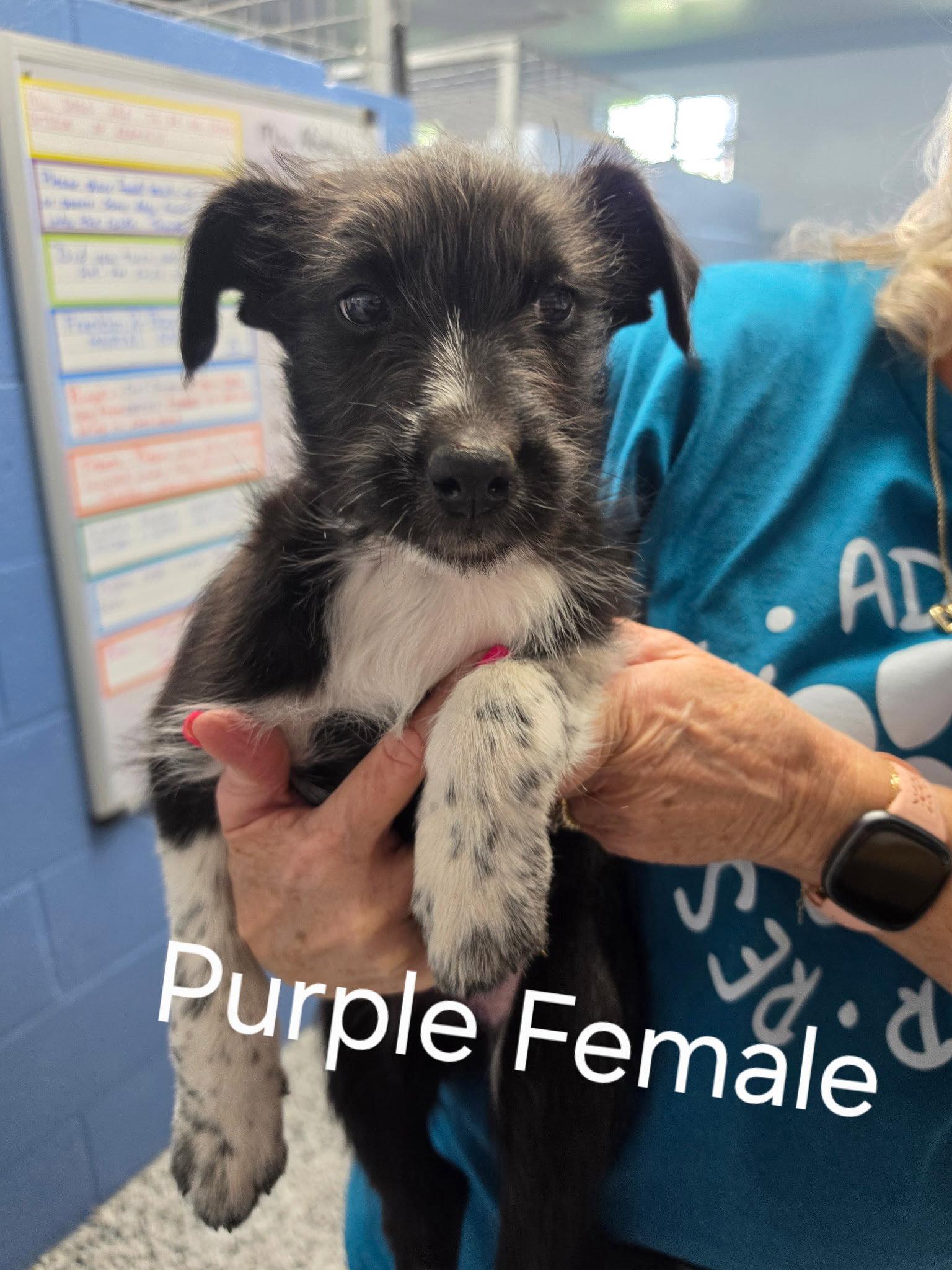 Puppy - Purple female, a Adoptable Mixed Breed in Emmett, ID image 2/2