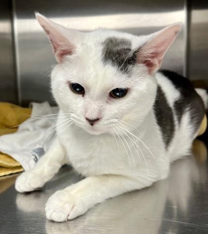 Piper, Adoptable, Young Male Domestic Short Hair & Domestic Short Hair.