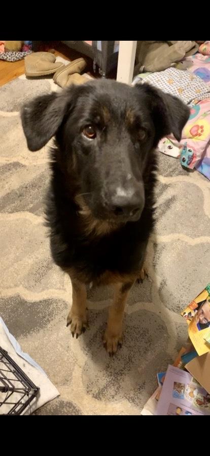Fowler, Adoptable, Adult Male German Shepherd Dog.