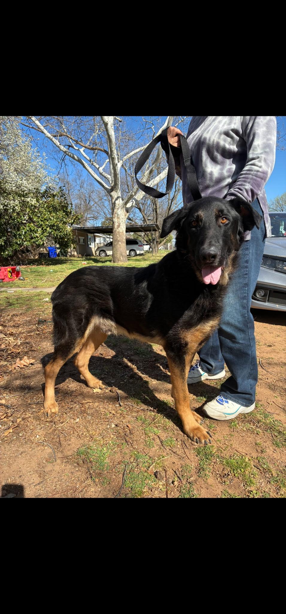 Enlarge Fowler, a Adoptable mixed breed in Edmond, OK image 2/3