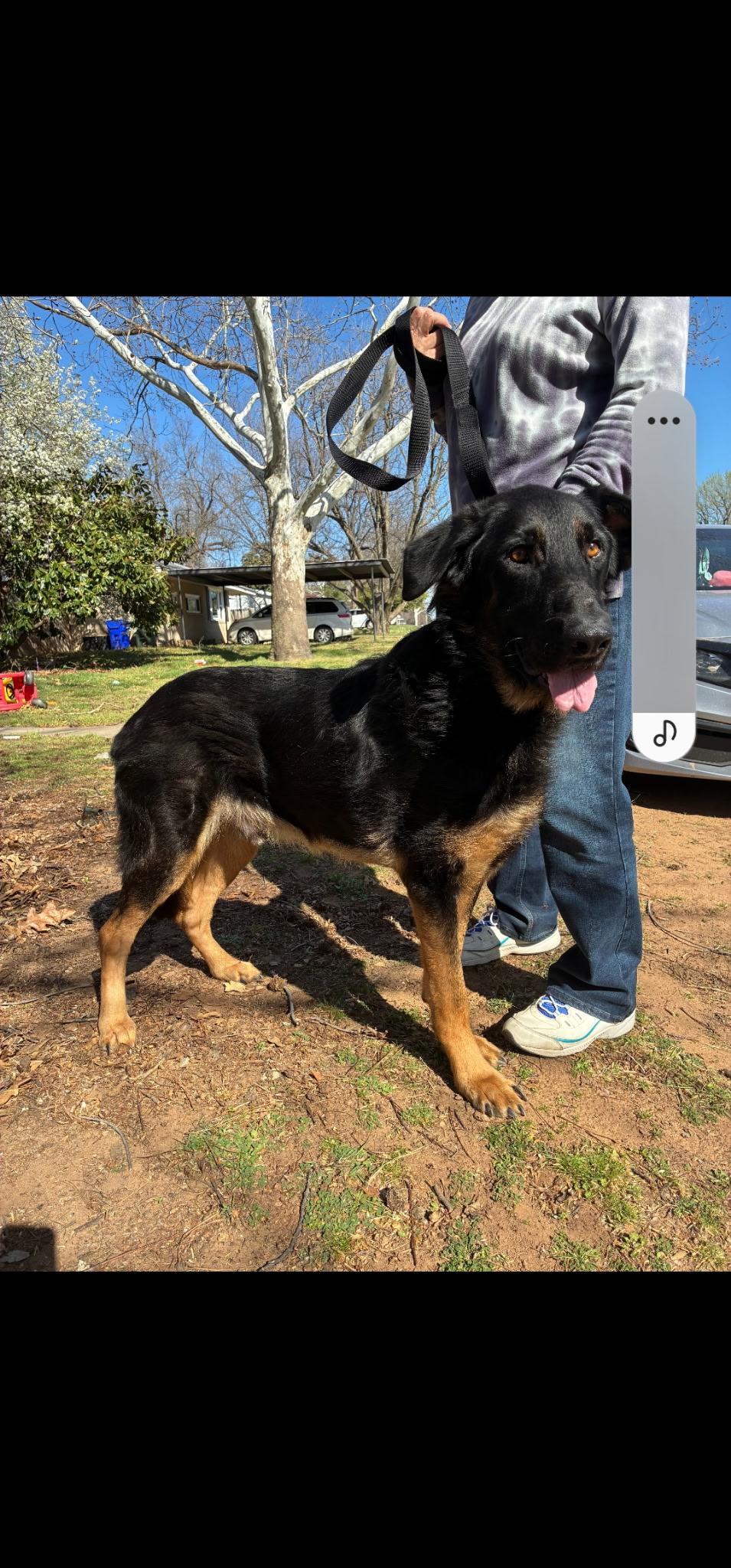 Enlarge Fowler, a Adoptable mixed breed in Edmond, OK image 3/3