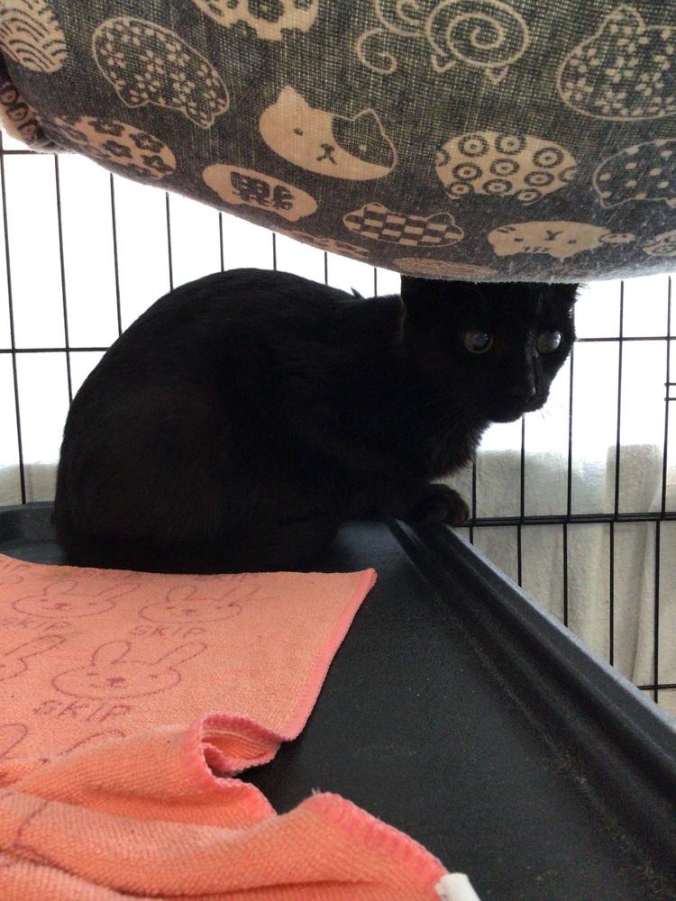 Delphine, Adoptable, Adult Female Domestic Short Hair.