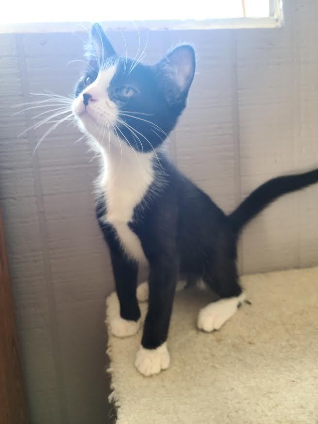 Crostini, a Adoptable Domestic Short Hair in Russellville, KY image 2/4