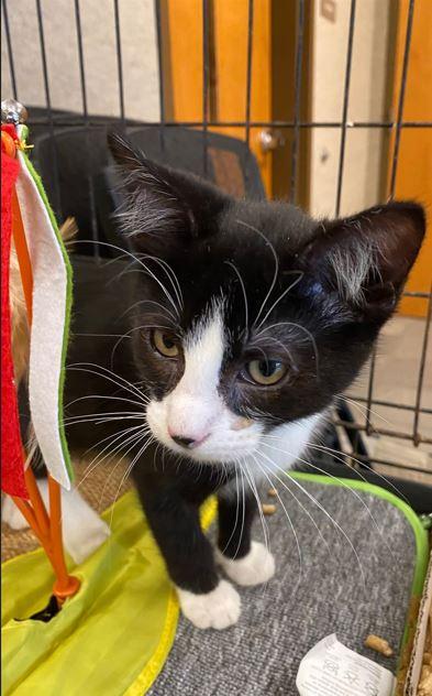 Crostini, Adoptable, Kitten Male Domestic Short Hair.