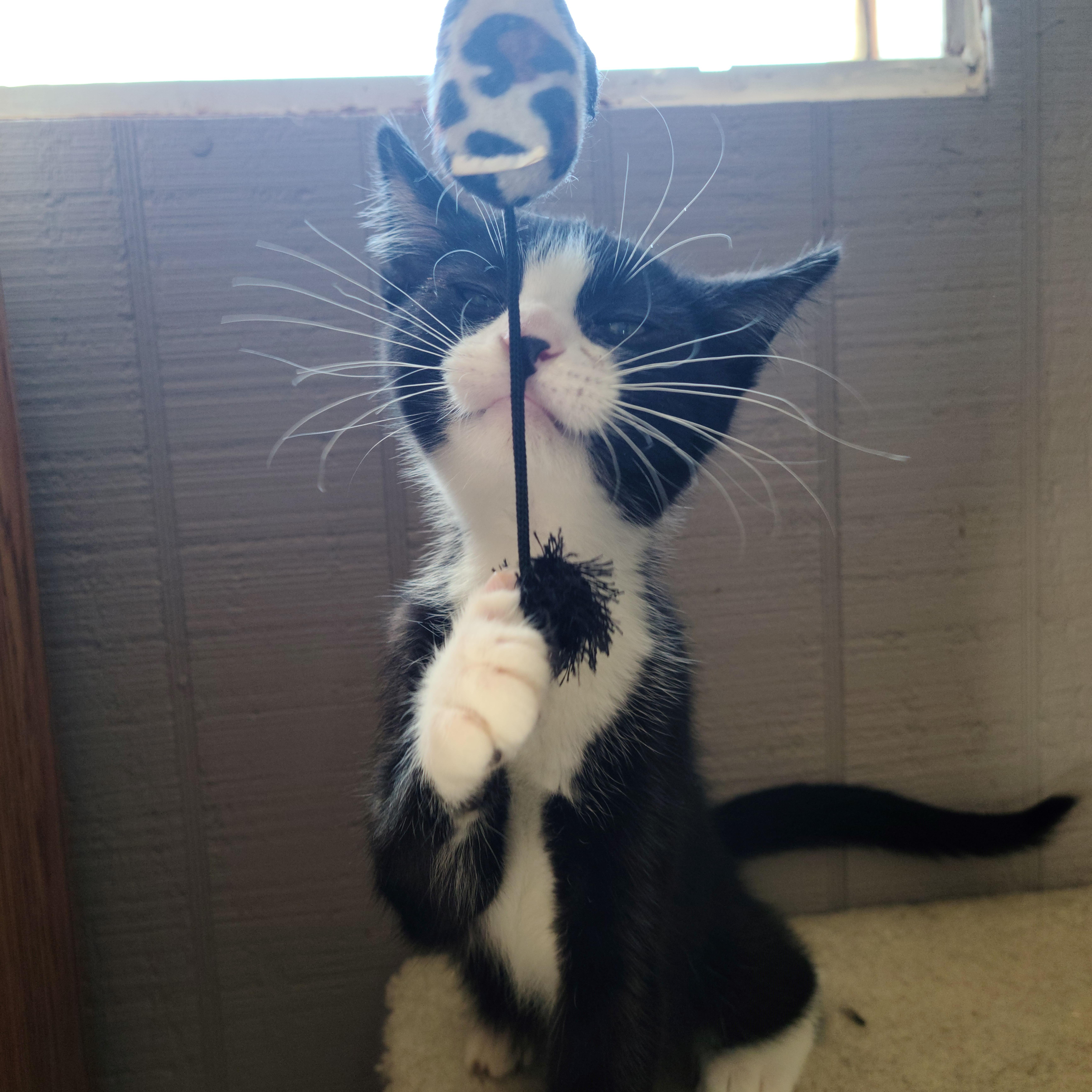 Crostini, a Adoptable Domestic Short Hair in Russellville, KY image 3/4