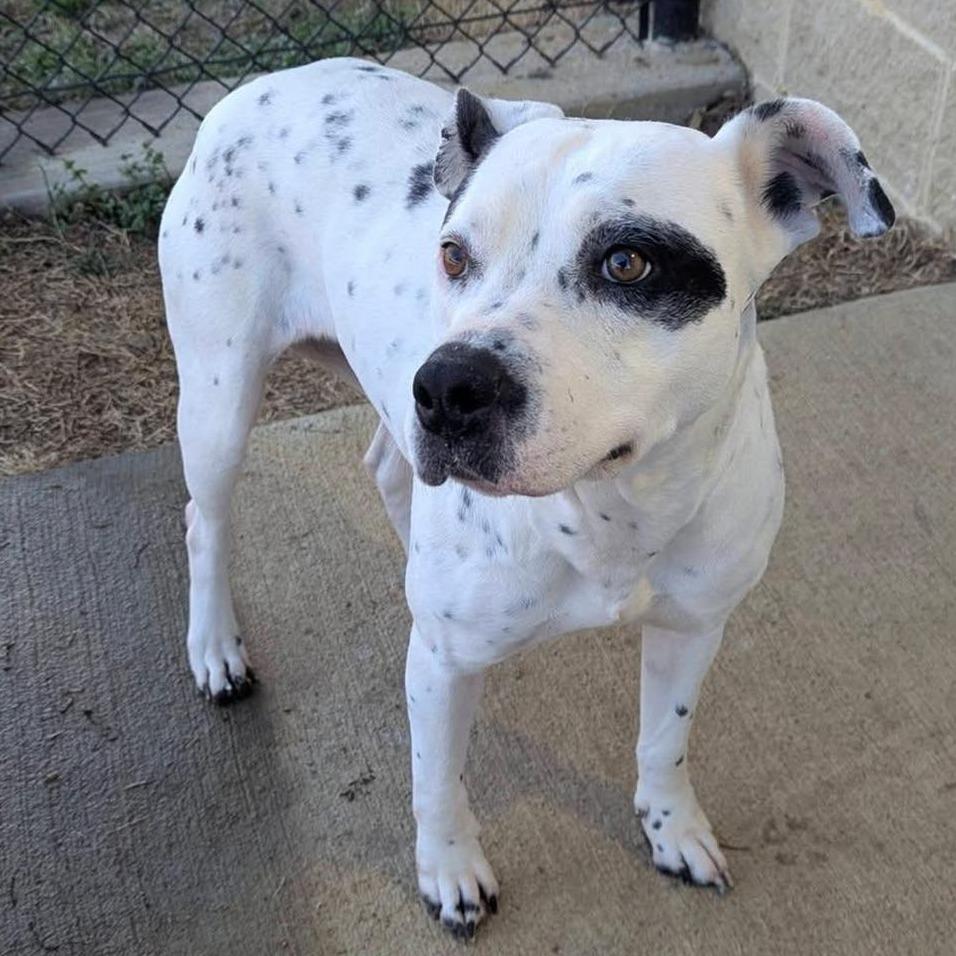 BUG  Available NOW - ADOPTION or RESCUE!, Adoptable, Adult Female Mixed Breed.
