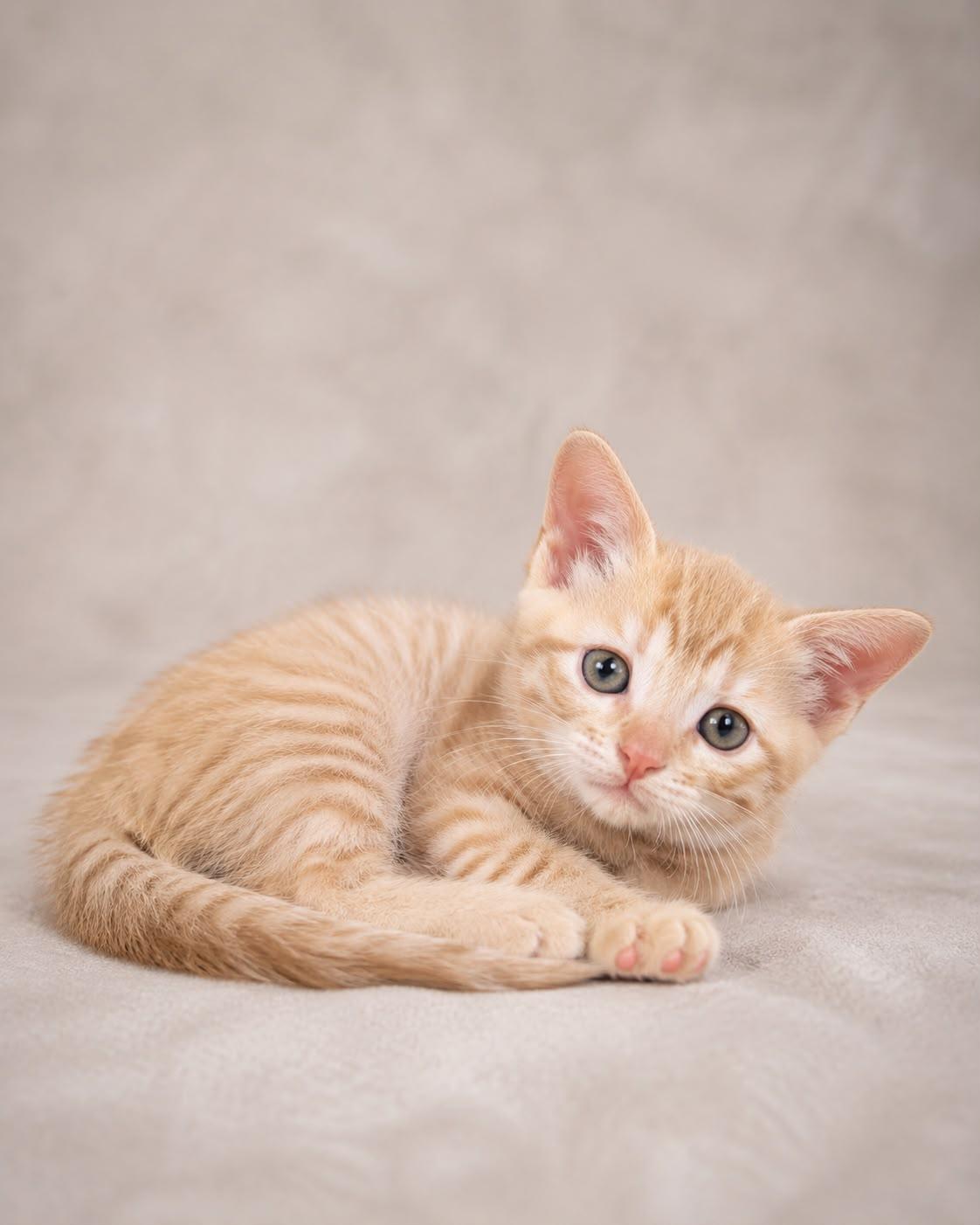 Cocola, adopted, Young Female Tabby.